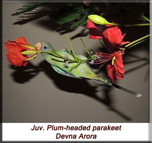 Devna Arora - Juv. Plum-headed parakeet